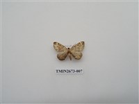 藏品(尺蛾216)的圖片